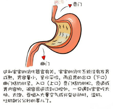 婴儿的胃呈水平位,胃底平直,内容物容易溢出,婴儿洗澡,游泳,抚触时